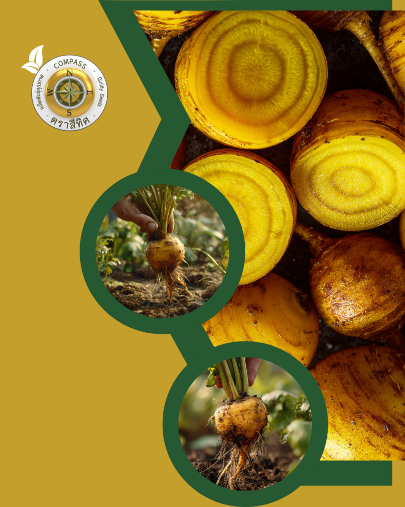 Golden Beet คือผักหายาก ที่ปลูกง่าย กว่าที่คิด!